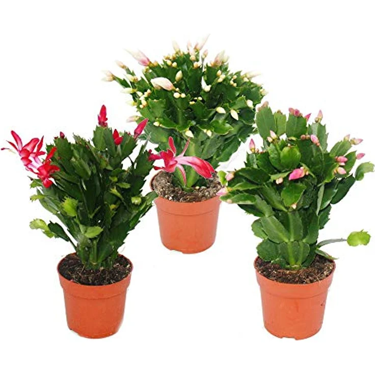 Exotenherz Weihnachtskaktus Schlumbergera Set, 3 Pflanzen in rot, rosa und weiß, 10,5 cm Topfgröße – Bild 1
