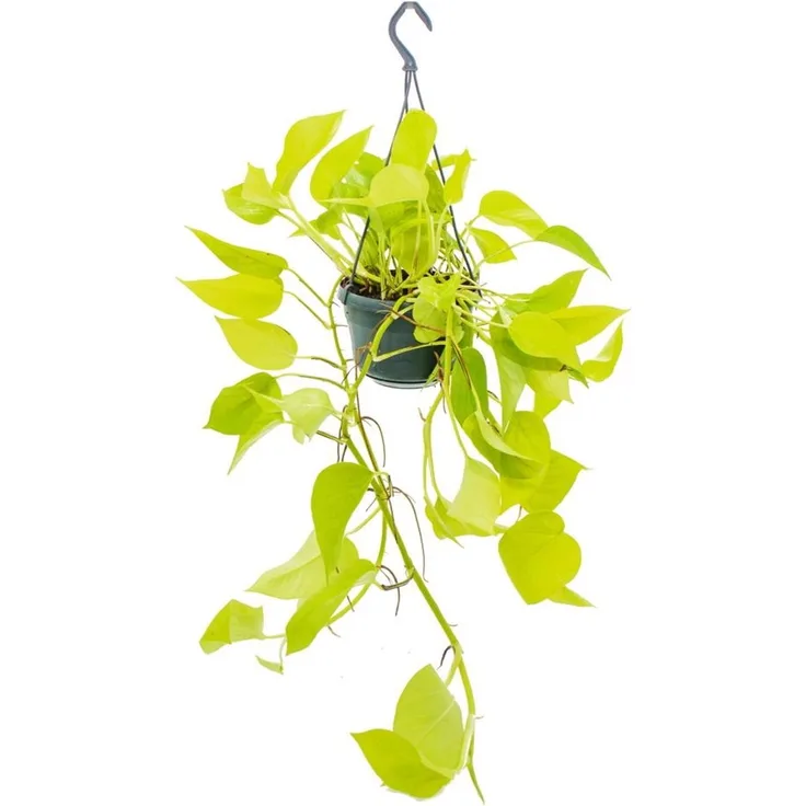 Exotenherz Efeutute Golden Pothos, Leuchtende Zimmerpflanze im 14cm Ampeltopf mit goldgrünen Blättern