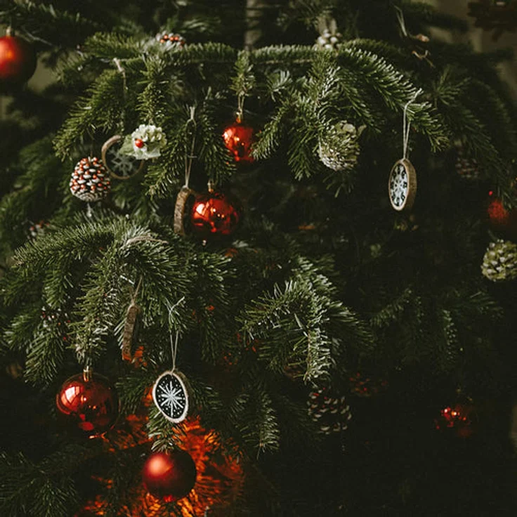 Weihnachtsbaum Samen Geschenk Set Saatgut Geschenk Set Zum Tannenbaum Pflanzen – Bild 2