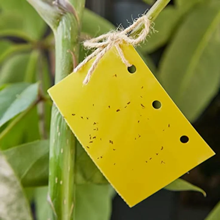 Gelbtafeln Trauermücken 50x Insektizidfreie Klebefalle Für Schädlingsbekämpfung – Bild 5