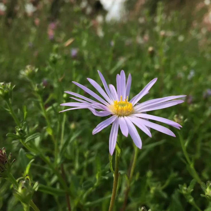 Aster pyrenaeus 'Lutetia' - Pyrenäen-Aster