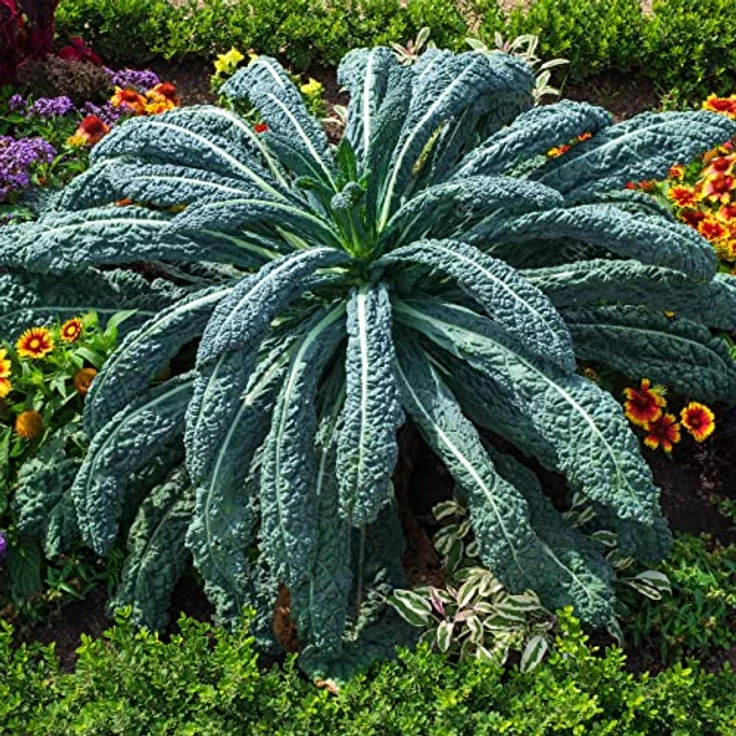 Gemüsesamen Alte Sorten 8 Sorten Alte Gemüse Samen Im Set Für Garten Und Balkon - Preisvergleich – Bild 6
