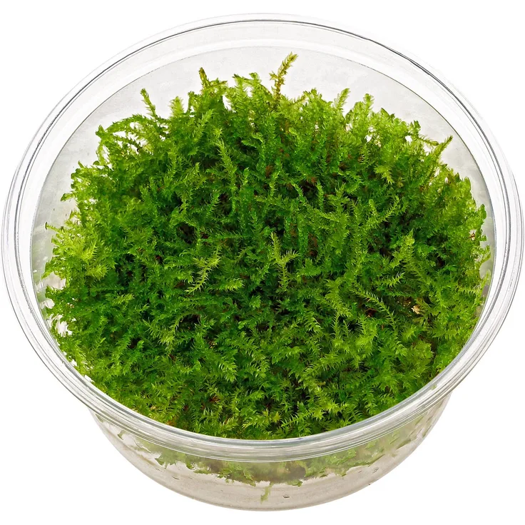 Vesicularia Montagnei 'Christmas' in-Vitro