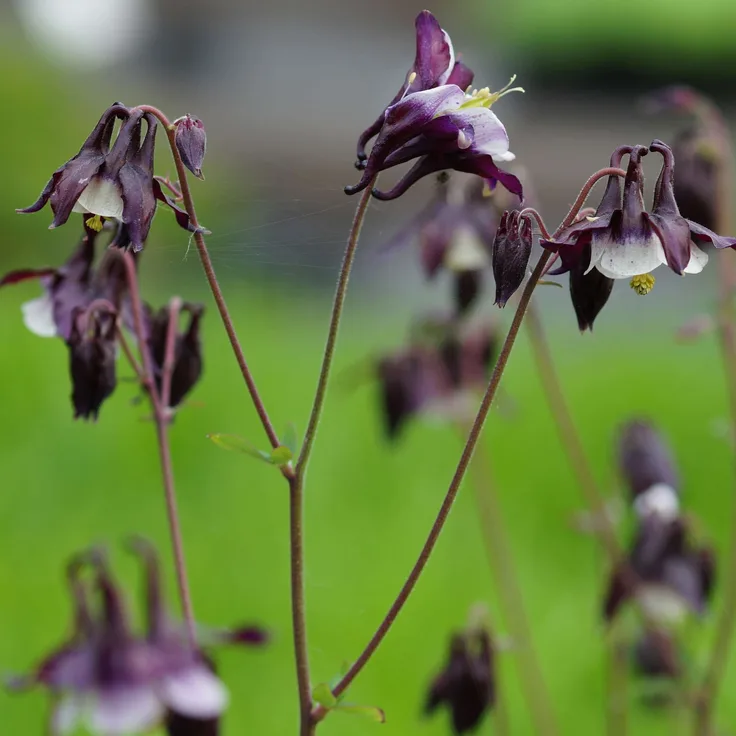Blumixx Stauden Aquilegia vulgaris William Guiness - Akelei