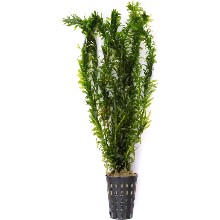 Egeria densa ''tropische Art'' Tropische Wasserpest im Topf