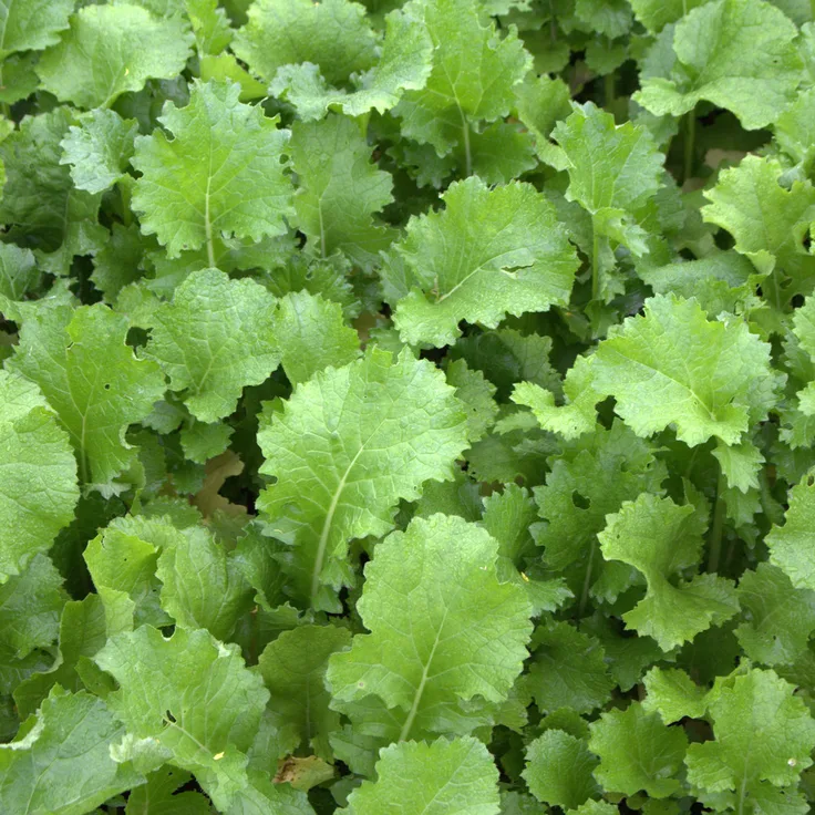 Winterrübsen (Brassica rapa L. silvestris), 1 kg