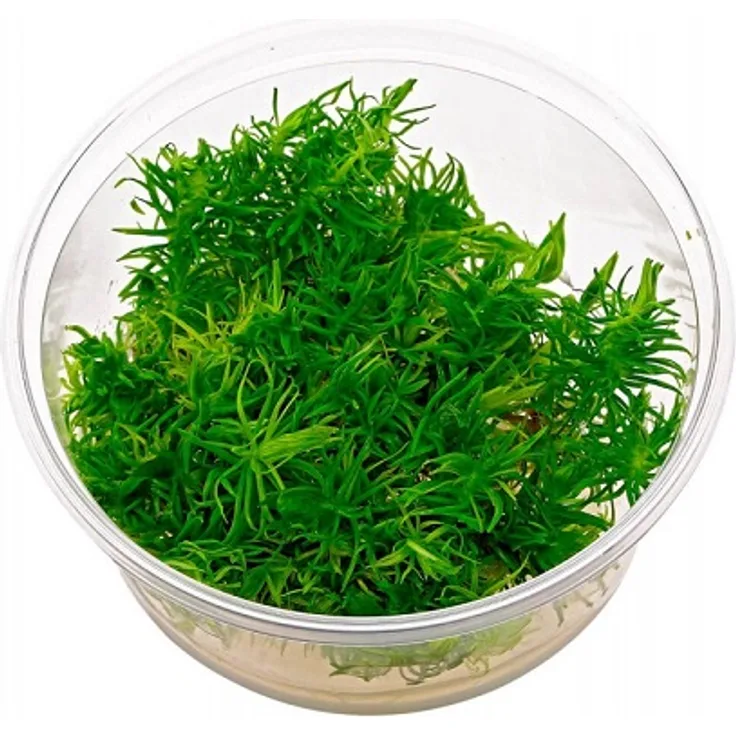 Pogostemon erectus deccanensis In-Vitro