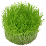 Utricularia graminifolia in Vitro Aquariumpflanze