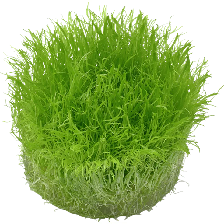 Utricularia graminifolia in Vitro Aquariumpflanze