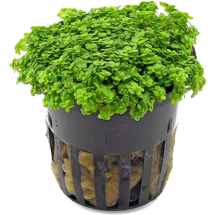 Hemianthus callitrichoides 'Cuba' im Topf Zwerg-Perlenkraut