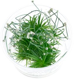 Eriocaulon cinereum in-Vitro