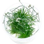 Eriocaulon cinereum in-Vitro