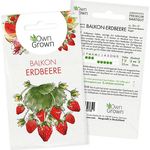Pflanzen Samen: Balkon Erdbeere