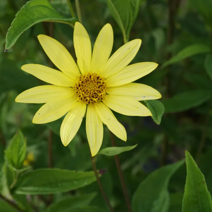 Helianthus microcephalus 'Lemon Queen' - Kleinköpfige Sonnenblume