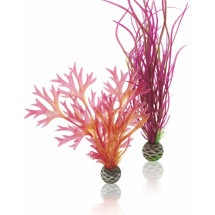 biOrb Pflanzen Set mittelgroß rot & pink (46058) – Bild 1