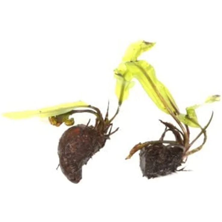 Aponogeton longiplumulosus Wasserpflanze als angetr.. Knollen
