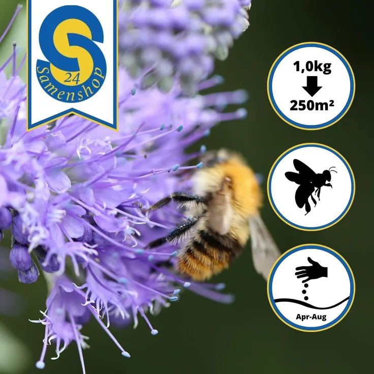 Samenshop24 Phacelia Bienenweide Gründünger 1kg