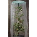 KHW Tomatenhut 2er Set Anzuchthilfe für Tomaten- und Paprikapflanzen - Preisvergleich