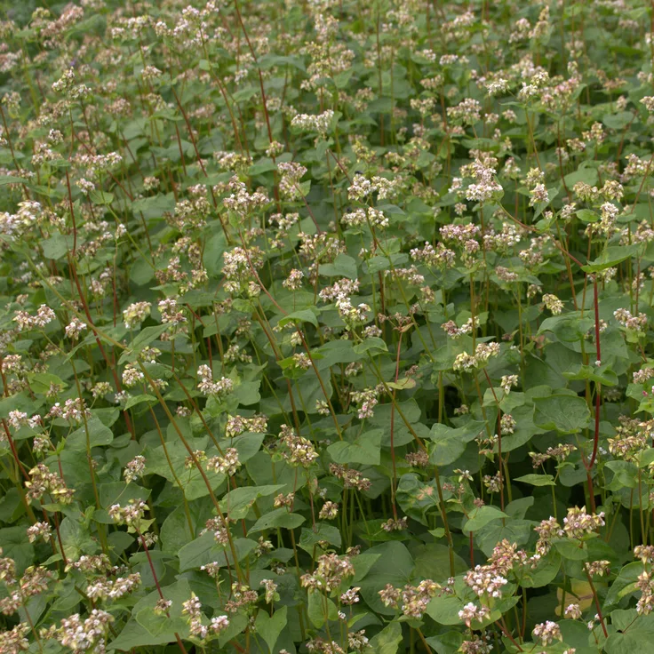 Buchweizen, 25 kg Fagopyrum tartaricum