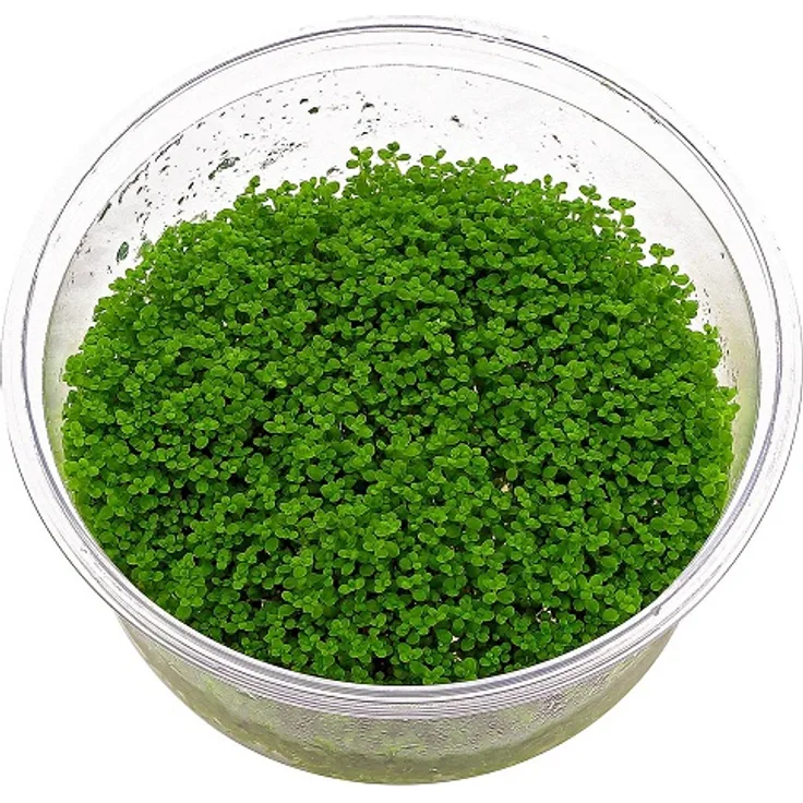 Hemianthus callitrichoides Cuba in-Vitro