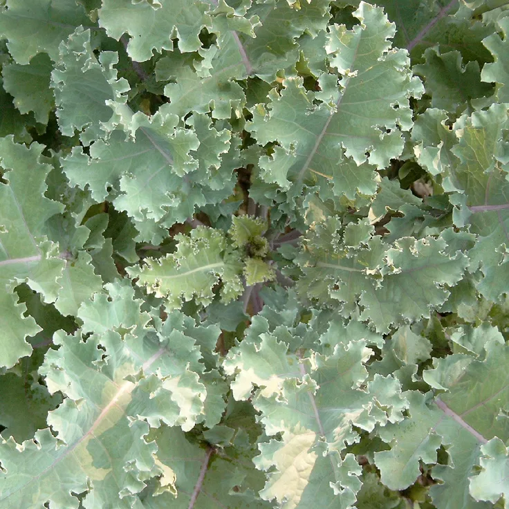 Markstammkohl (Brassica oleracea), 1 kg