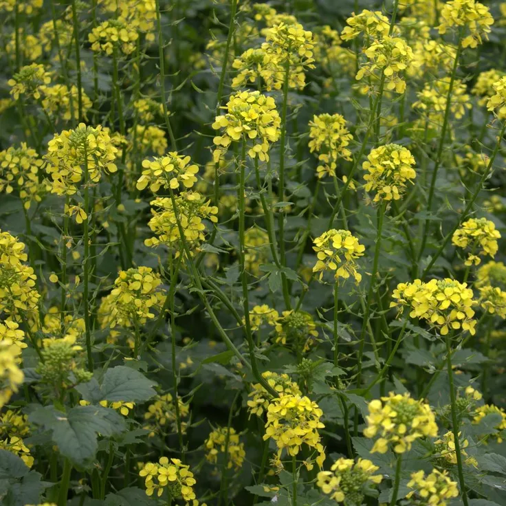Weißer Senf - Gelbsenf (Sinapis alba L.), 25 kg