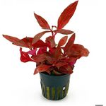 Alternanthera reineckii Rosanervig +Red Ruby Wasserpflanze Aquarium