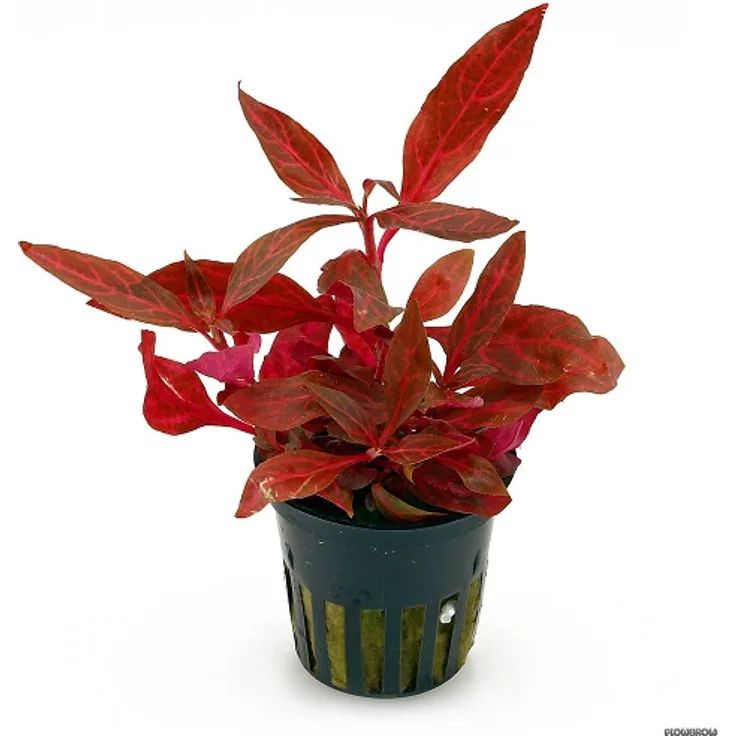 Alternanthera reineckii Rosanervig +Red Ruby Wasserpflanze Aquarium