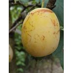 Mirabelle Bellamira Halbstamm, im 10L-Conatiner, saftig, gut steinlösend, gutes Aroma