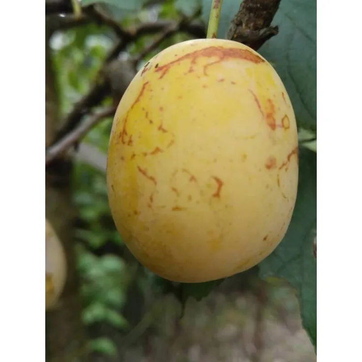 Mirabelle Bellamira Halbstamm, im 10L-Conatiner, saftig, gut steinlösend, gutes Aroma