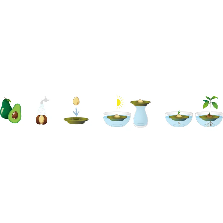Romberg Avocado Kit Anzucht-Set  Anzuchthilfe, ¸ 15 cm grün PAK-frei 16293095 – Bild 4
