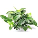 Anubias barteri nana Bigfoot Zwergspeerblatt Wasserpflanze