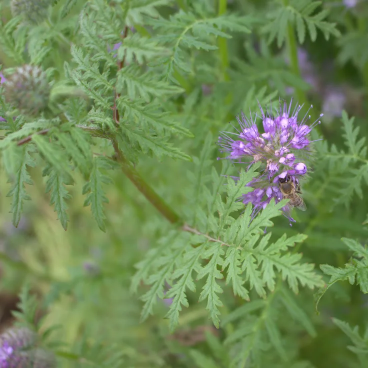 Phacelia (Phacelia tanacetifolia), 1 kg BORATUS