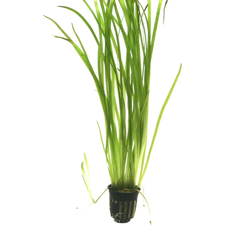 Vallisneria spiralis `Tiger` im Topf Wasserpflanze für Aquarium