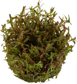 Rotala rotundifolia `H`ra in Vitro Aquariumpflanze