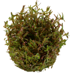 Rotala rotundifolia `H`ra in Vitro Aquariumpflanze