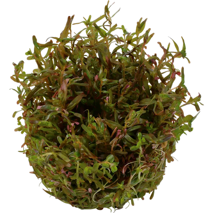 Rotala rotundifolia `H`ra in Vitro Aquariumpflanze