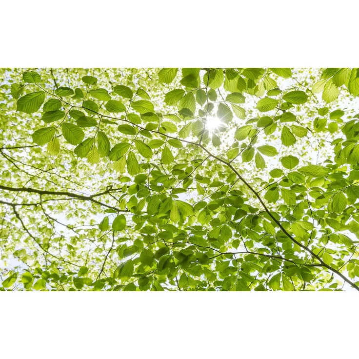 Komar Vlies Fototapete Im Frühlingswald 450 x 280 cm, grün