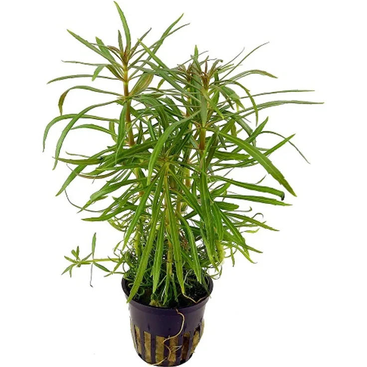 Pogostemon stellatus spec. im Topf