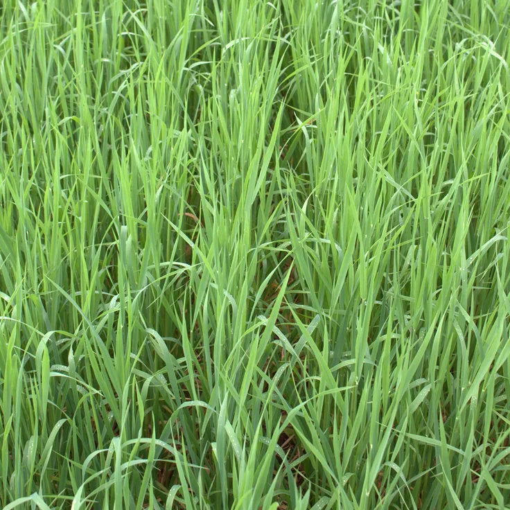 Sandhafer (Avena strigosa) / Rauhafer, 25 kg