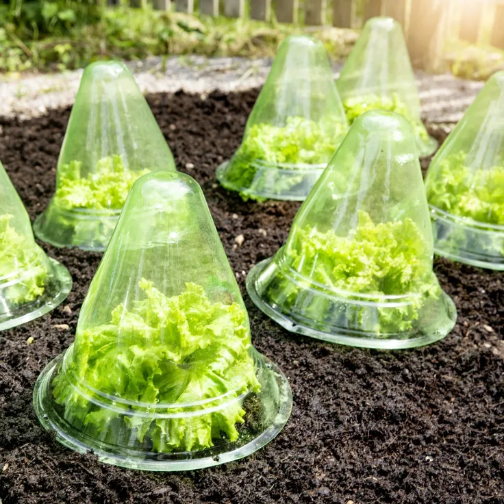 Windhager Pflanzenhut Ø 24cm, 10 Stück