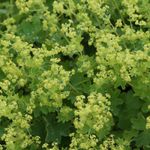 Blumixx Stauden Alchemilla sericata Gold Strike - Frauenmantel