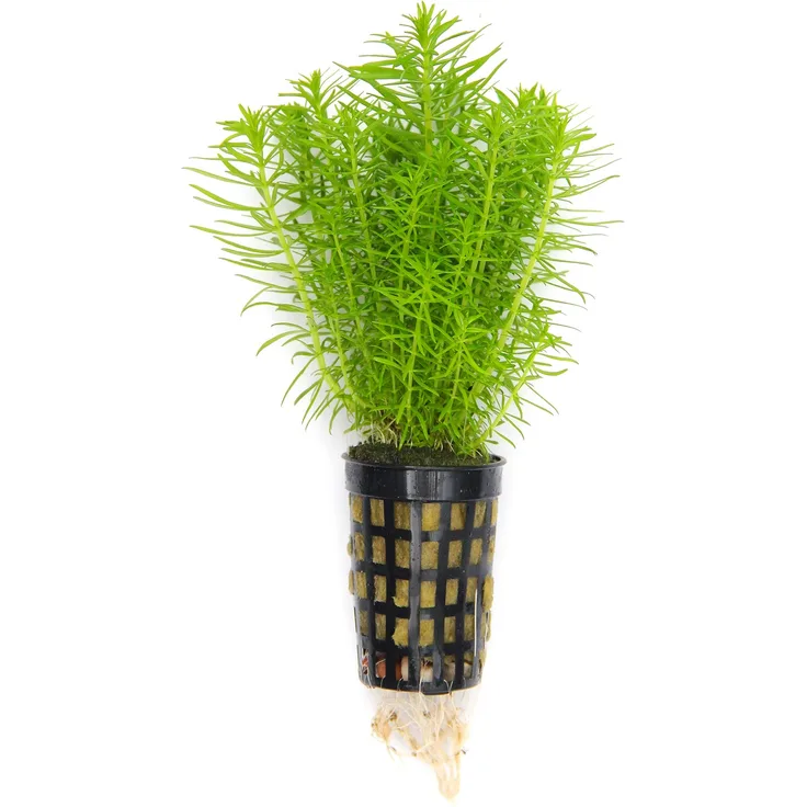 Pogostemon deccanensis (erectus) Indische Sternpflanze 1 Topf Ø 5cm
