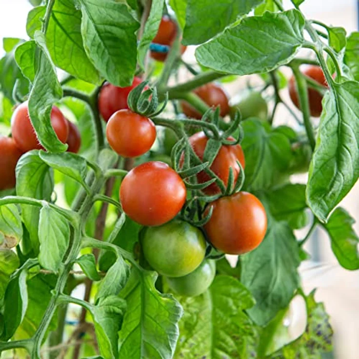 Busch Tomaten Samen (Solanum Lycopersicum) Tomatensamen Buschtomate: Balkontomate – Bild 4