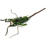 Anubias nana Spiderwood Wurzel Wasserpflanze Aquarium Dennerle