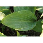 Blumixx Stauden Hosta Hybride Red October