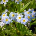 Blumixx Stauden Myosotis palustris - Sumpf-Vergissmeinnicht