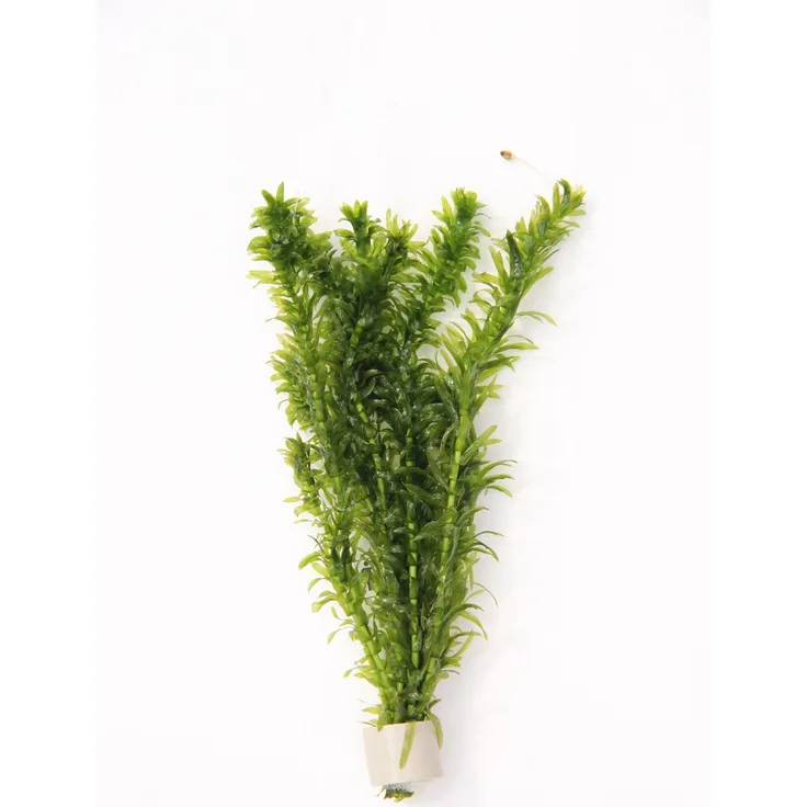 Egeria densa TR ''Dichtblättrig'' Tonring Wasserpflanze Aquarium