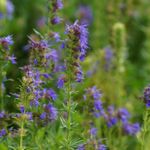 Blumixx Stauden Hyssopus officinalis ssp.aristatus - Zwerg-Ysop