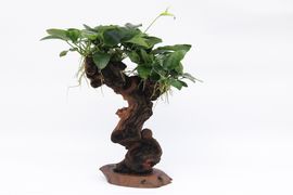 Mbuna mittel mit A 21.0 Aquariumpflanze